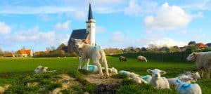 DenHorn Lammetjes